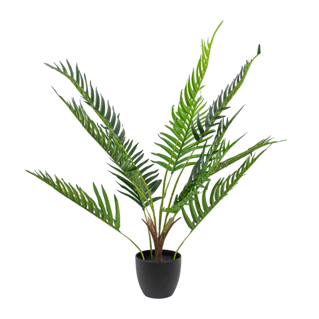 Plant KWAI PALM tree 80cm