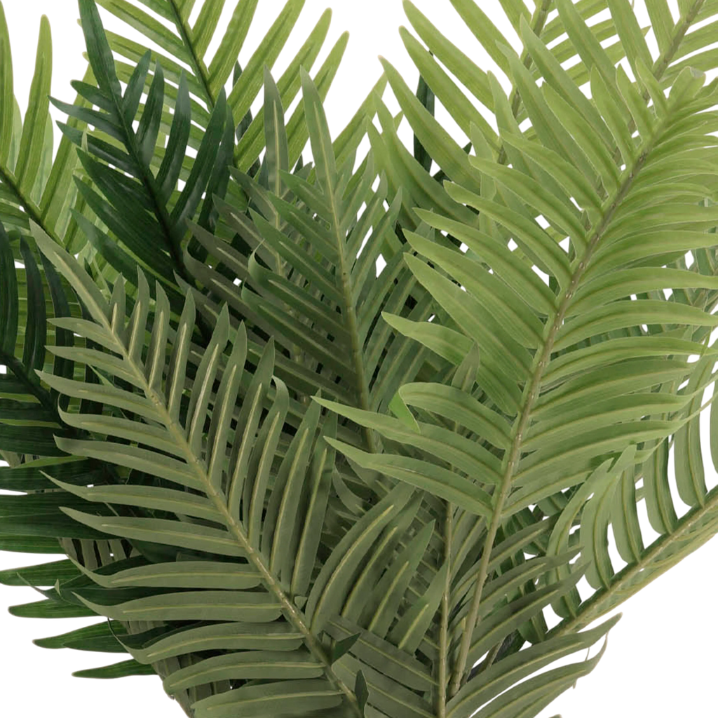 Plant KWAI PALM tree 80cm