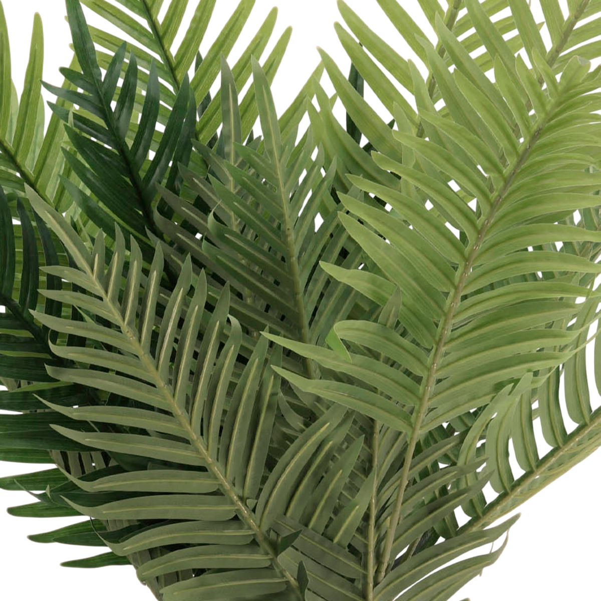 Plant KWAI PALM tree 80cm