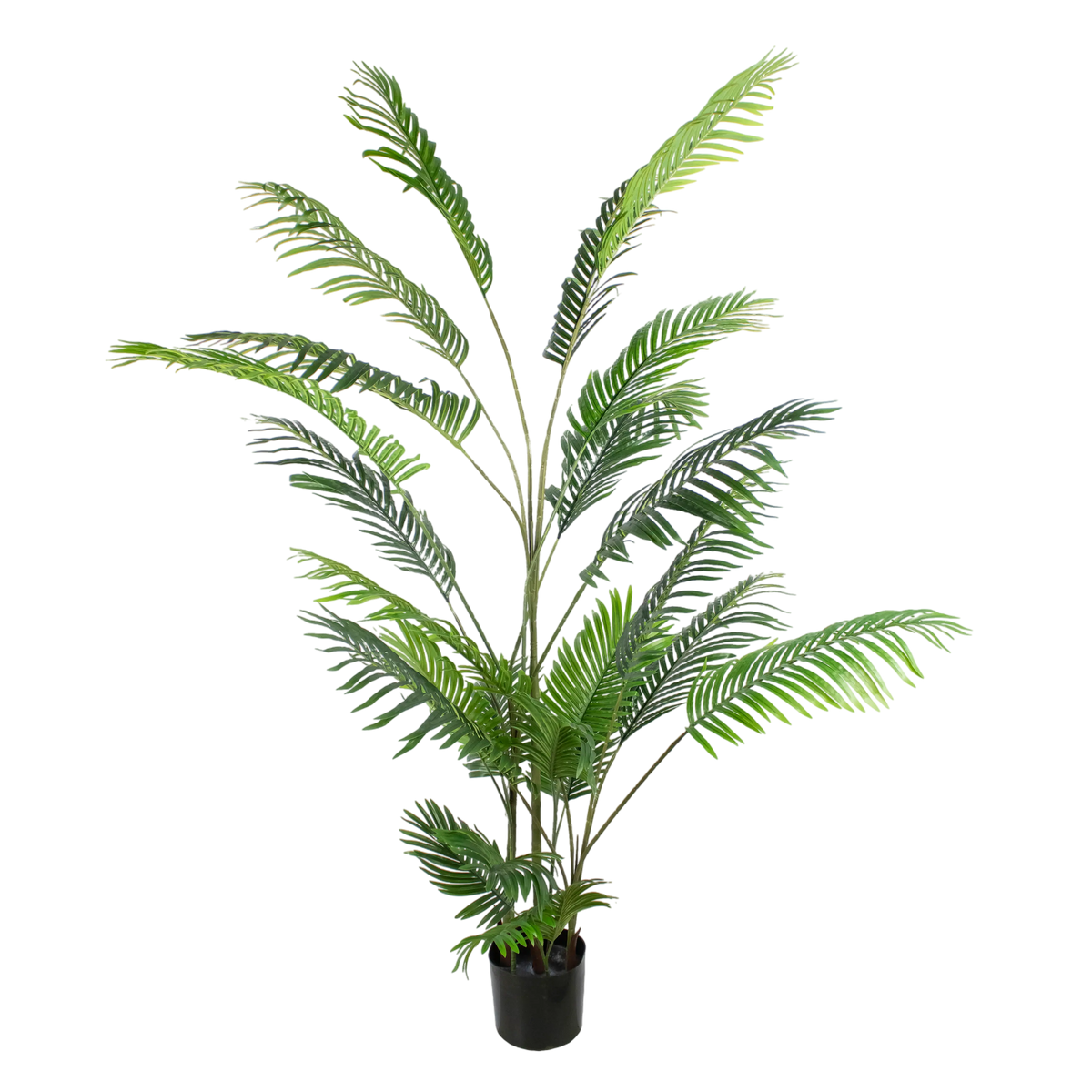 Plant GOLDENCANE PALM 190cm