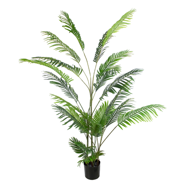 Plant GOLDENCANE PALM 190cm