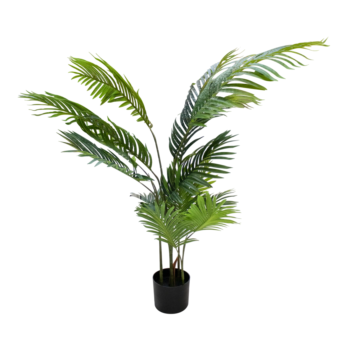 Plant Goldencane palm 120cm