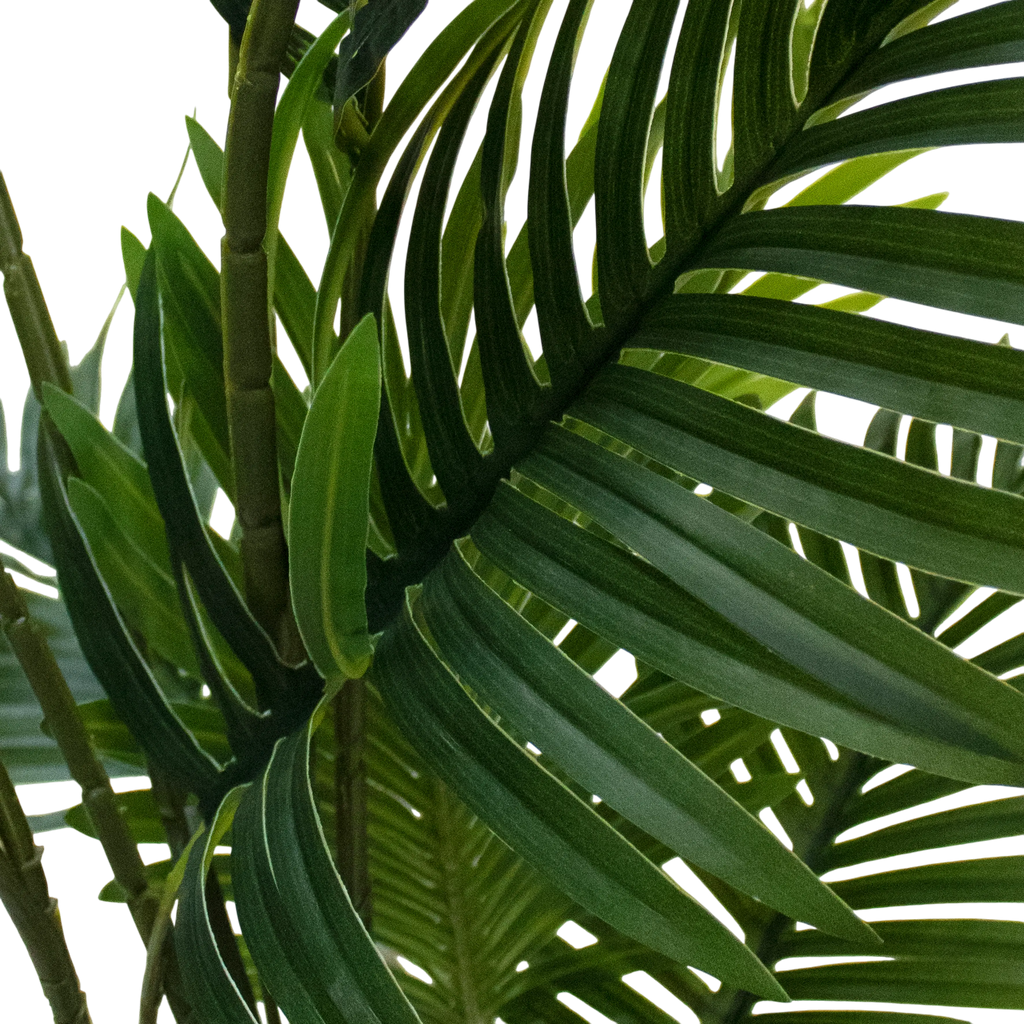 Plant Goldencane palm 120cm