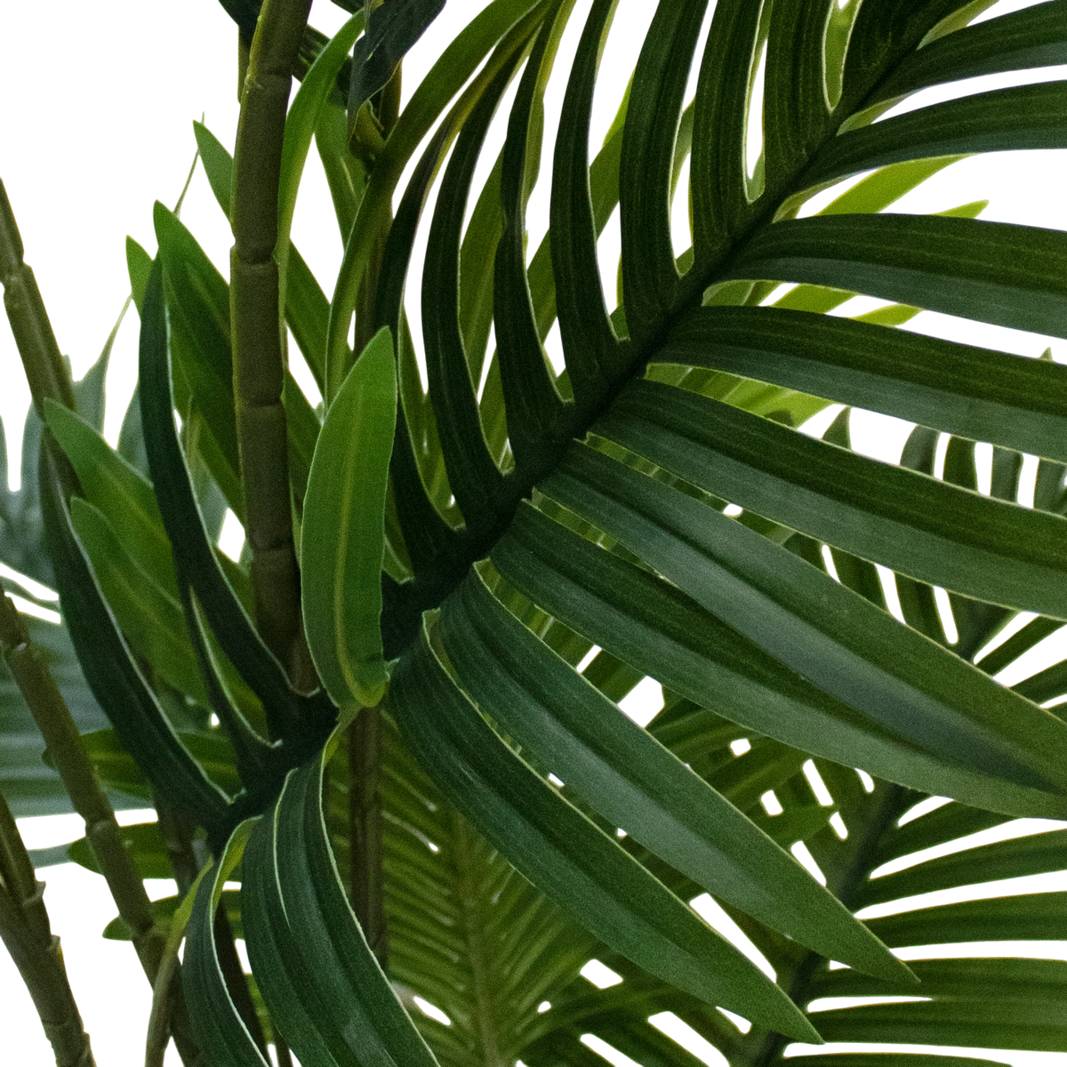 Plant Goldencane palm 120cm