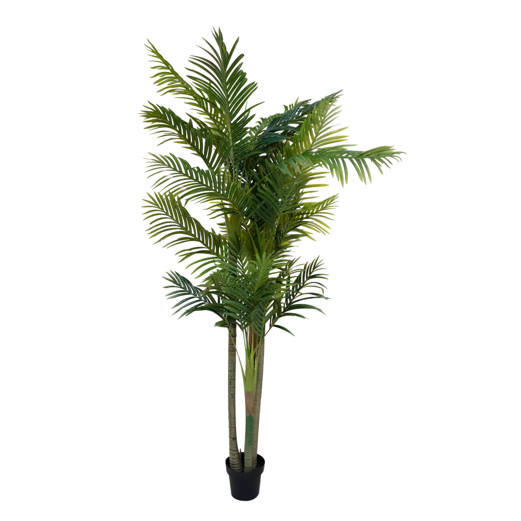 Plant Areca palmtree 210cm