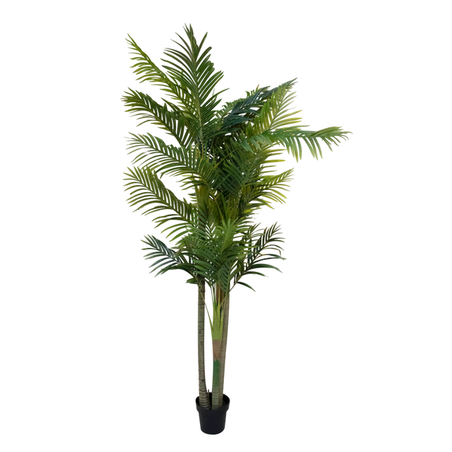 Plant Areca palmtree 210cm