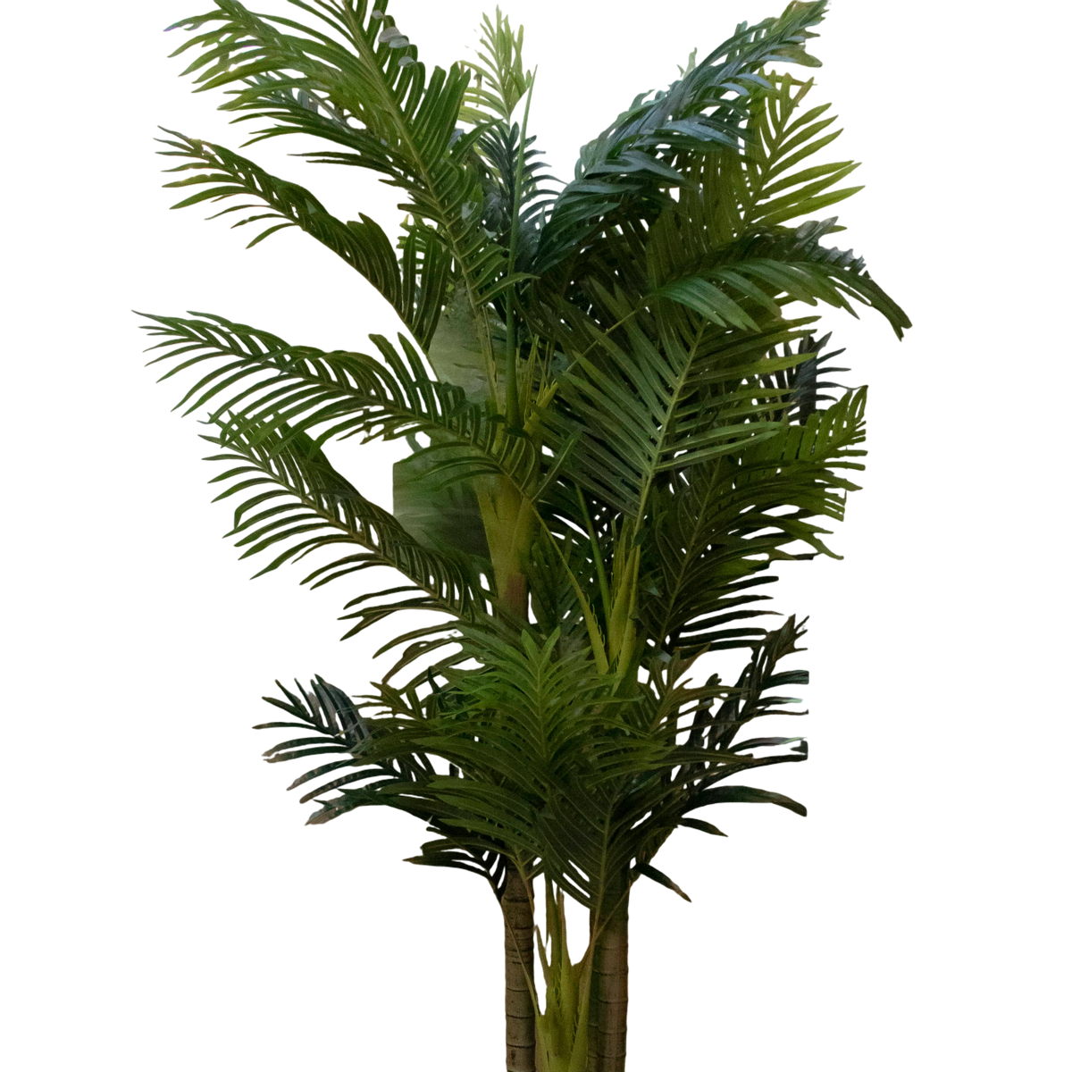 Plant Areca palmtree 210cm