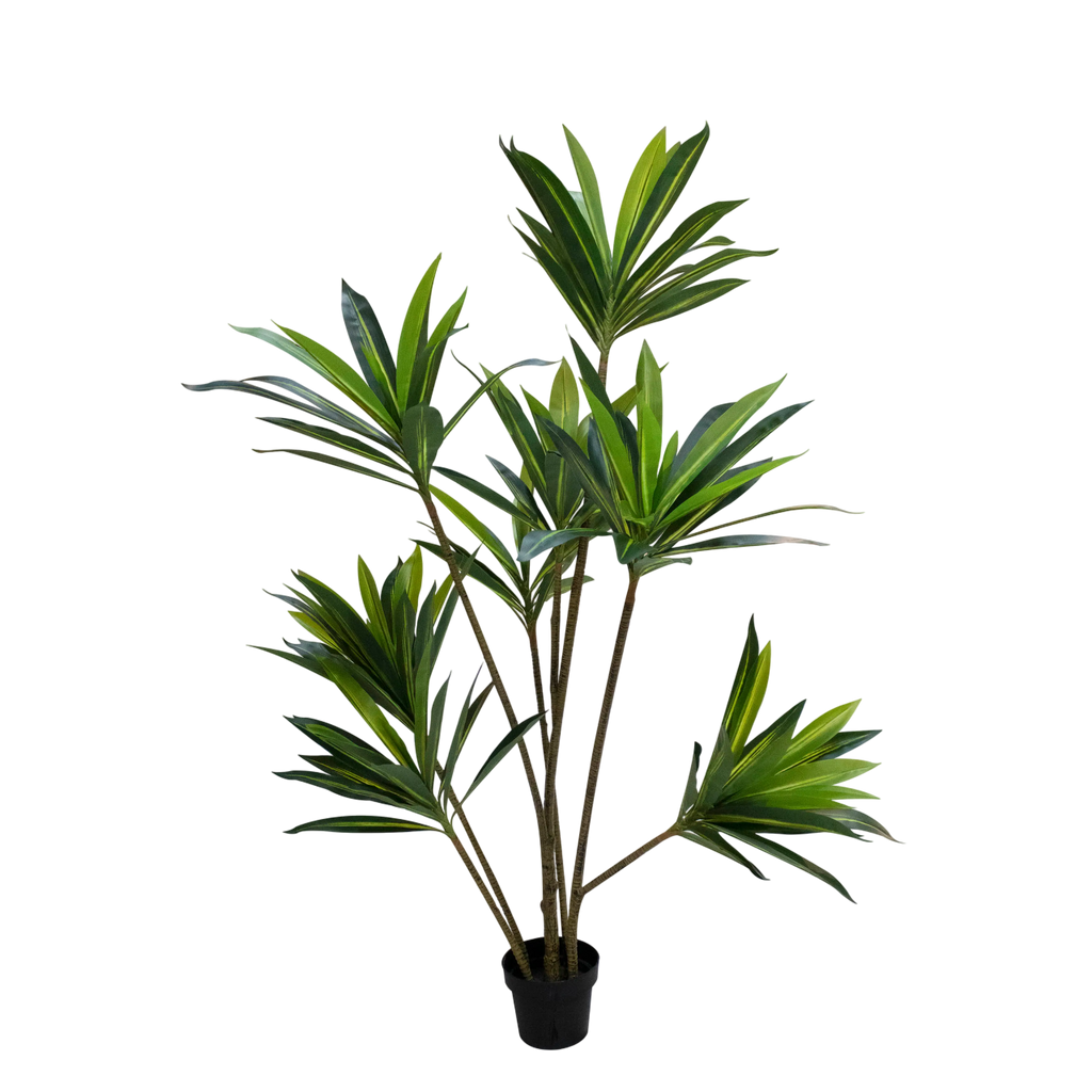 Plant Brazilian Iron tree 180cm