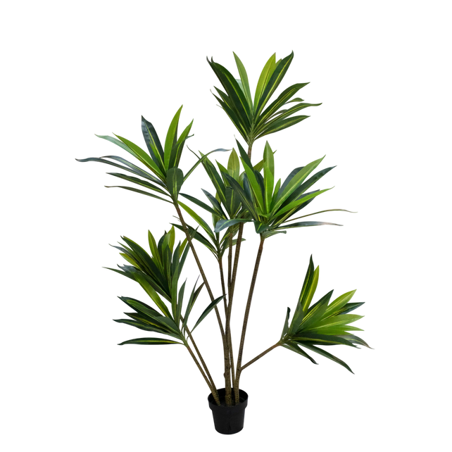 Plant Brazilian Iron tree 180cm