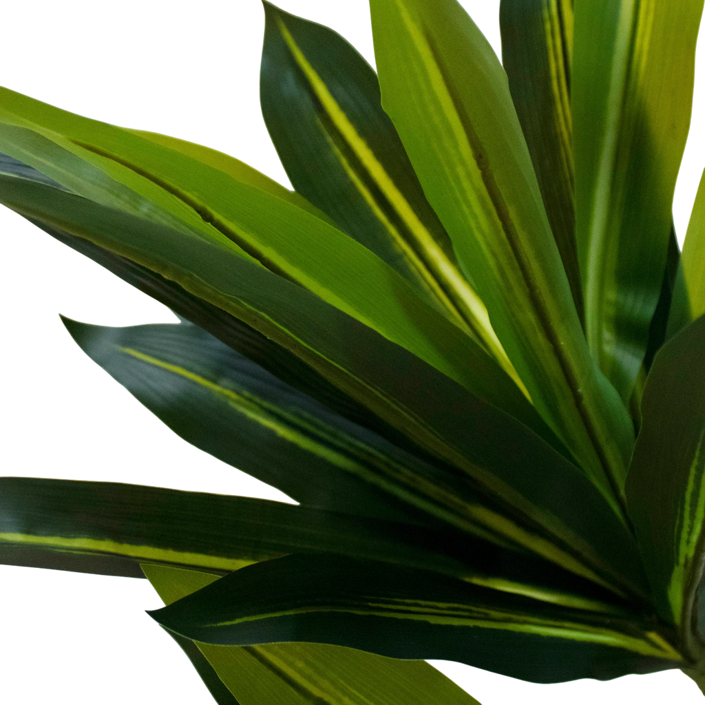 Plant Brazilian Iron tree 180cm