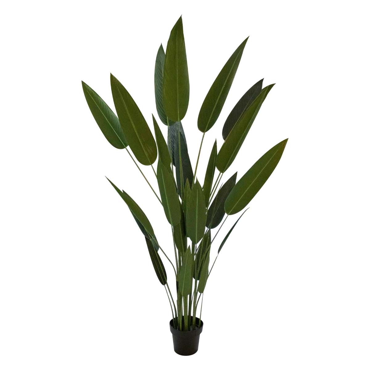 Plant Bird of Paradise 180cm