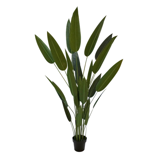 Plant Bird of Paradise 180cm