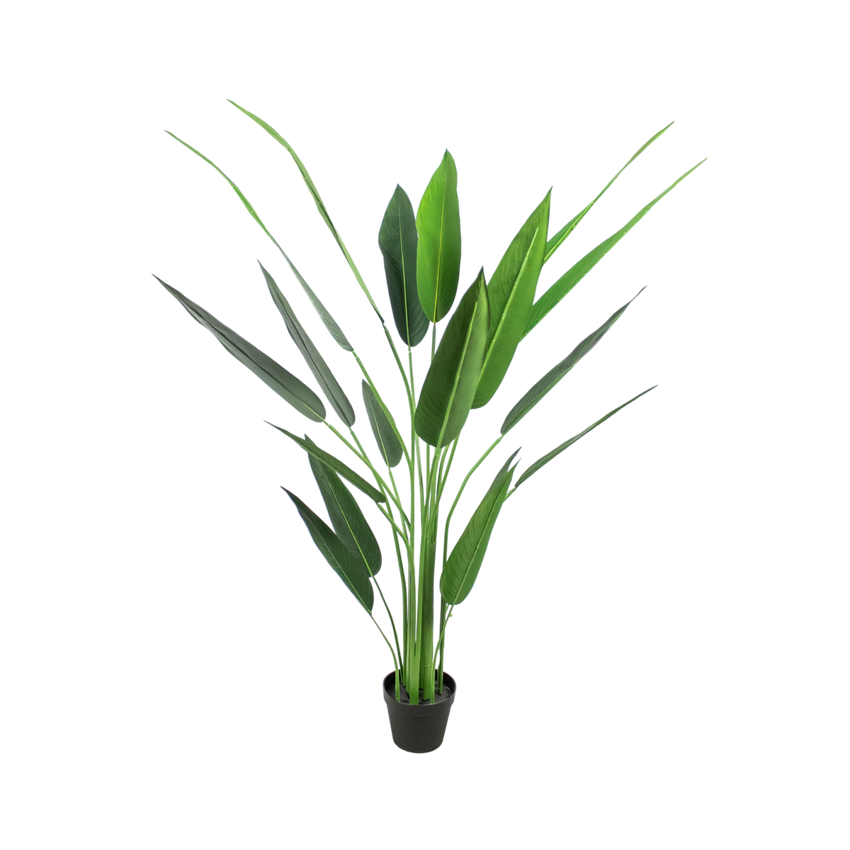 Plant Bird of Paradise 140cm