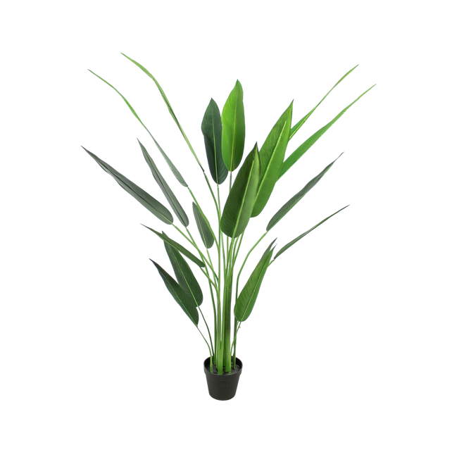 Plant Bird of Paradise 140cm
