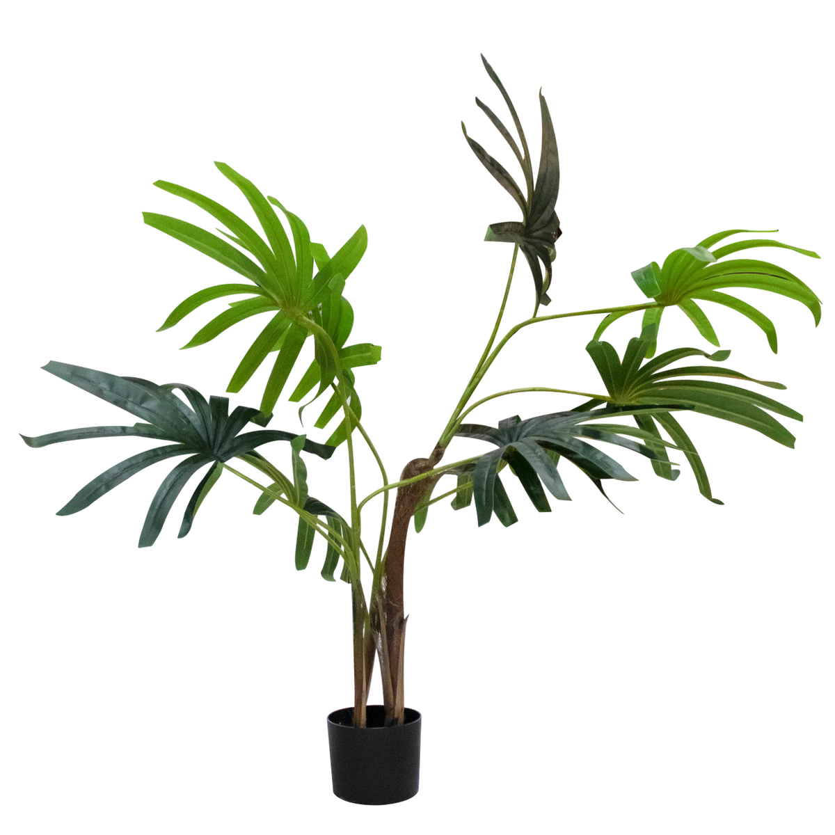 Plant Ladypalm tree 130cm