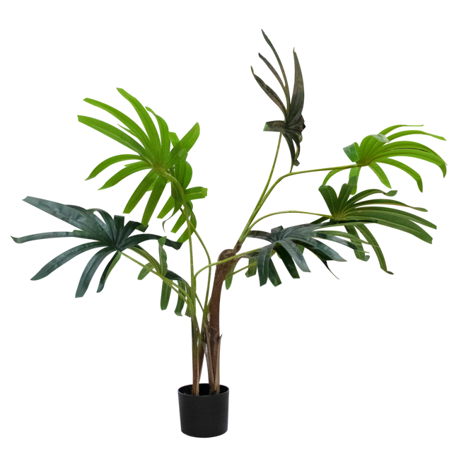Plant Ladypalm tree 130cm