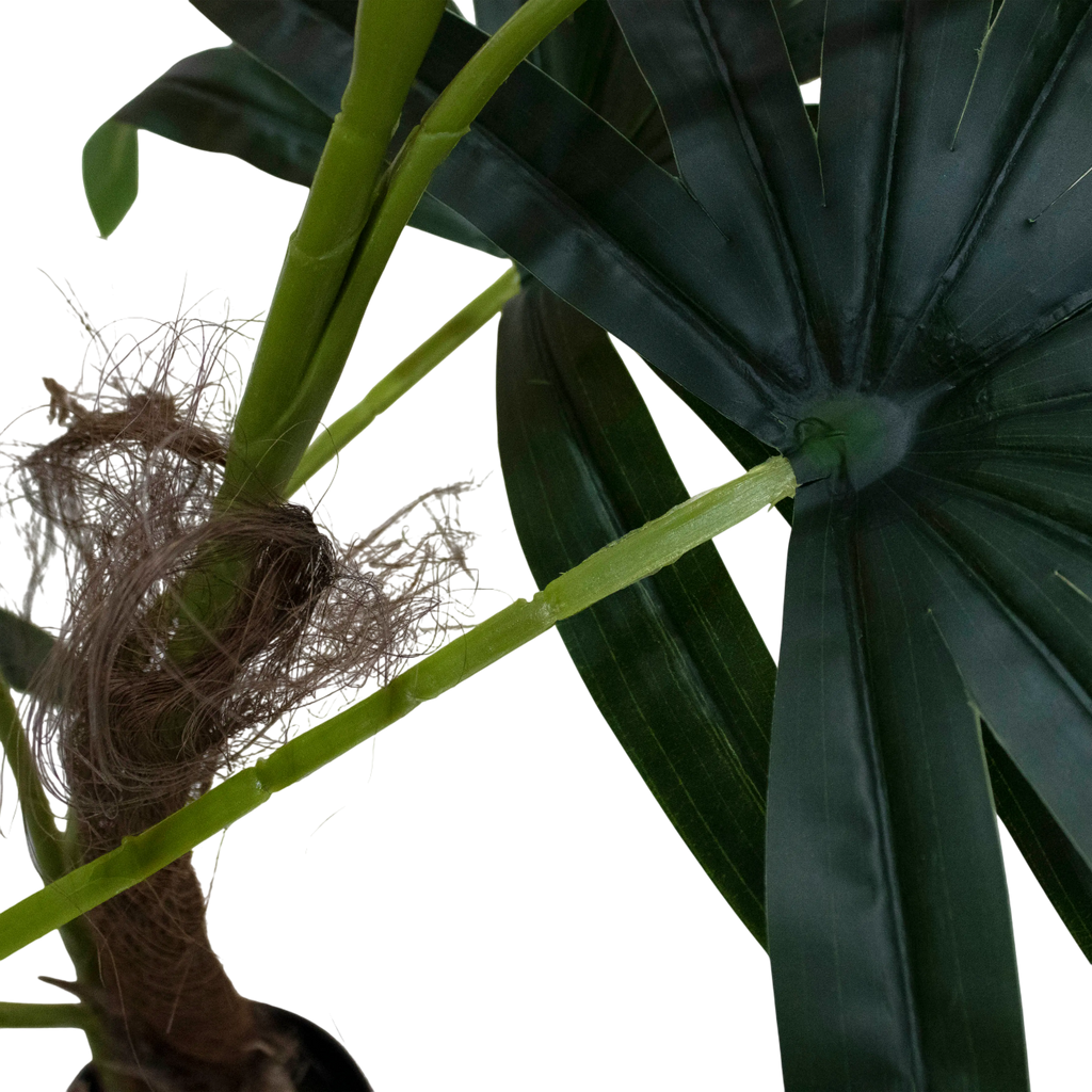 Plant Ladypalm tree 130cm