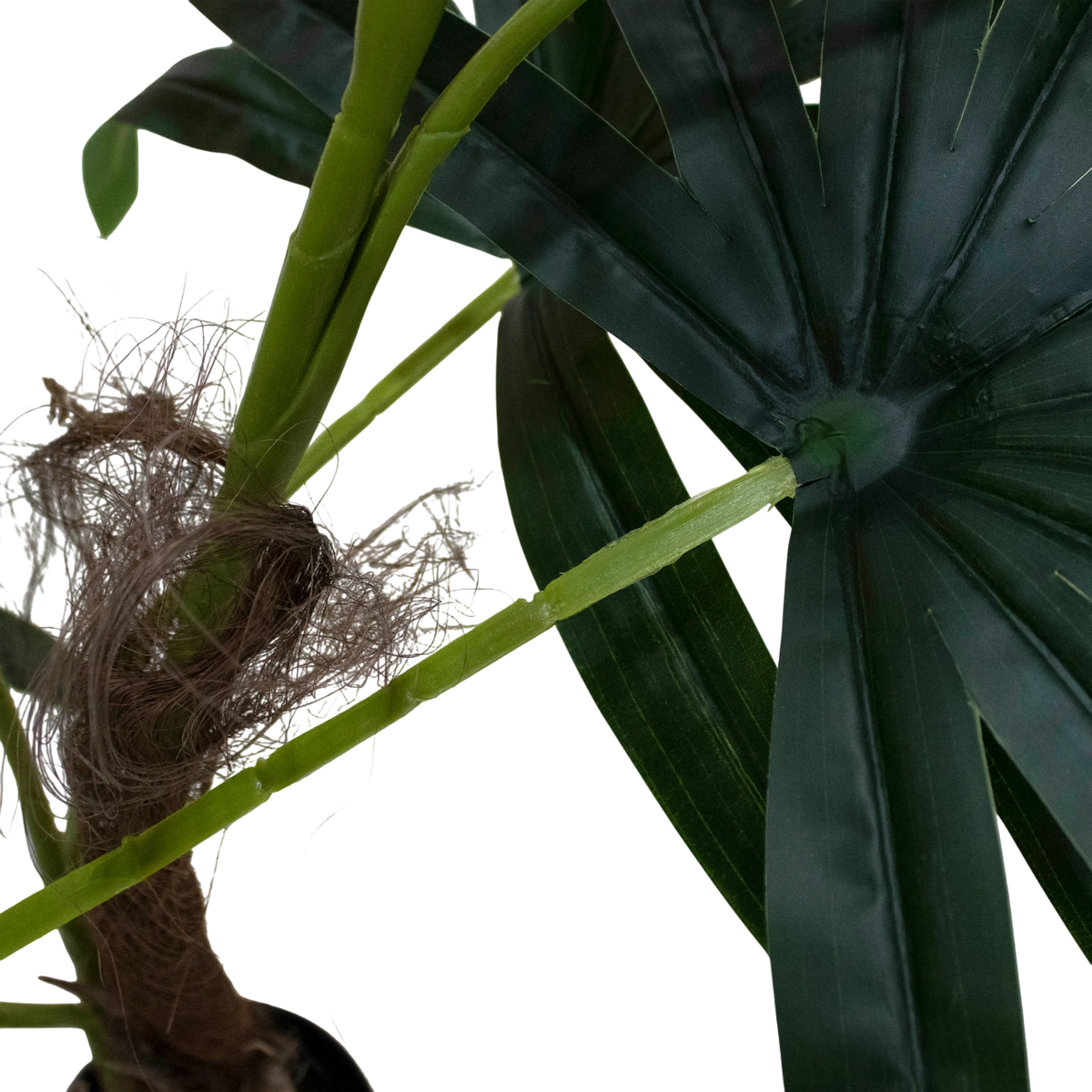 Plant Ladypalm tree 130cm