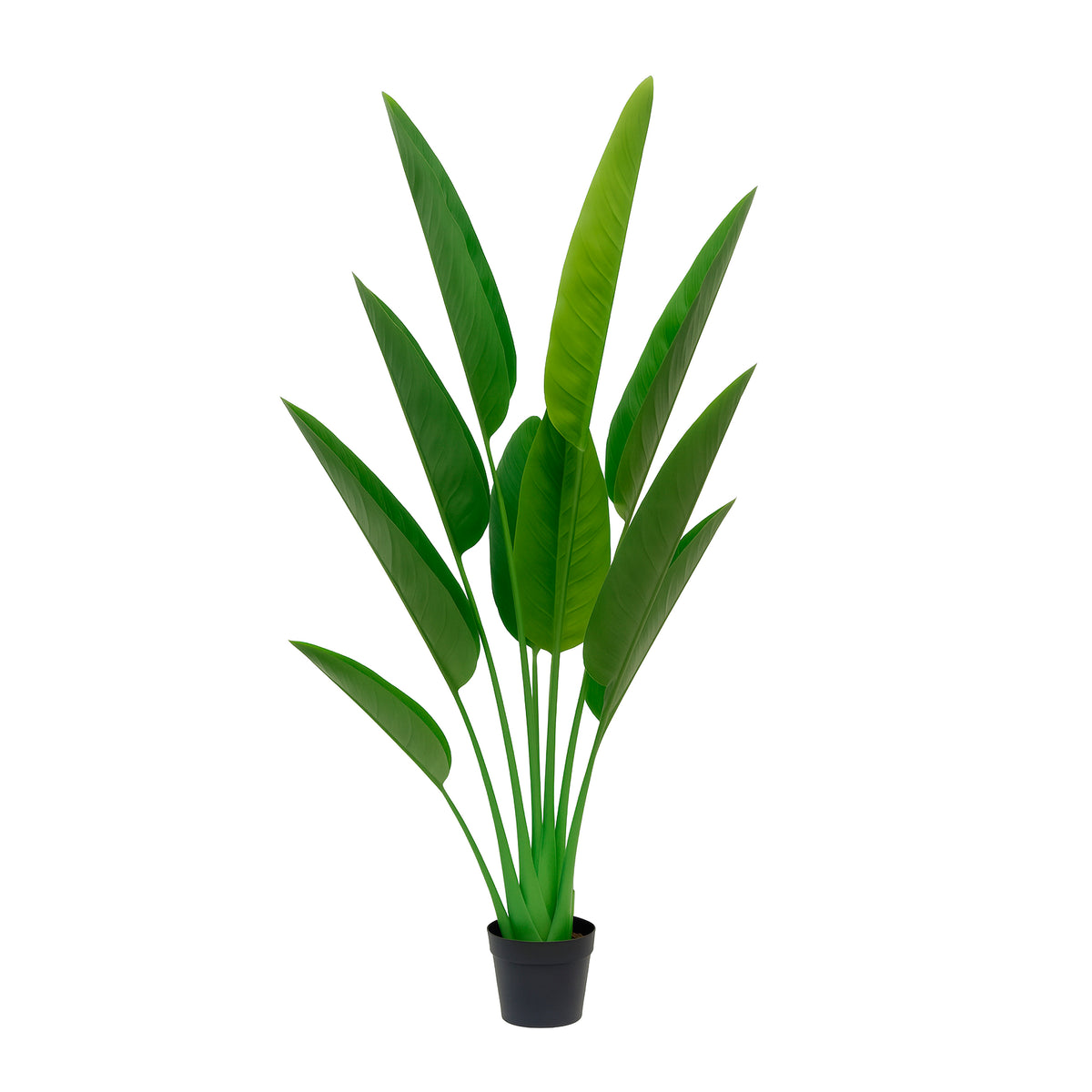 Plant Banana tree 180cm