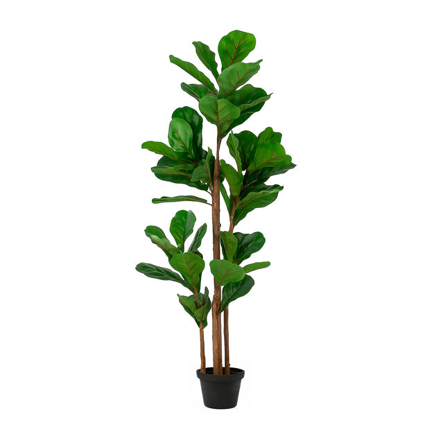 Plant Ficus tree 180cm