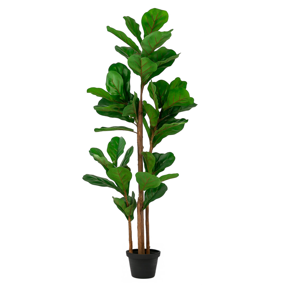 Plant Ficus tree 150cm
