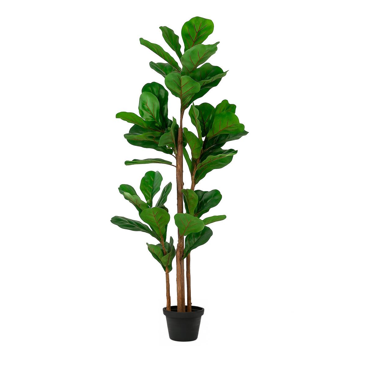 Plant Ficus tree 120cm
