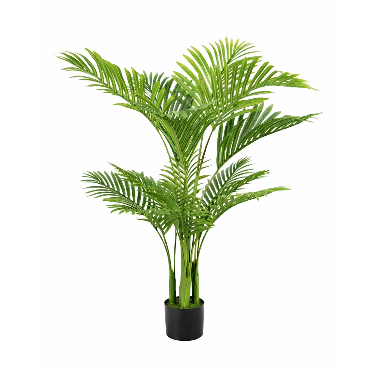 Plant PALMBOOM 120cm