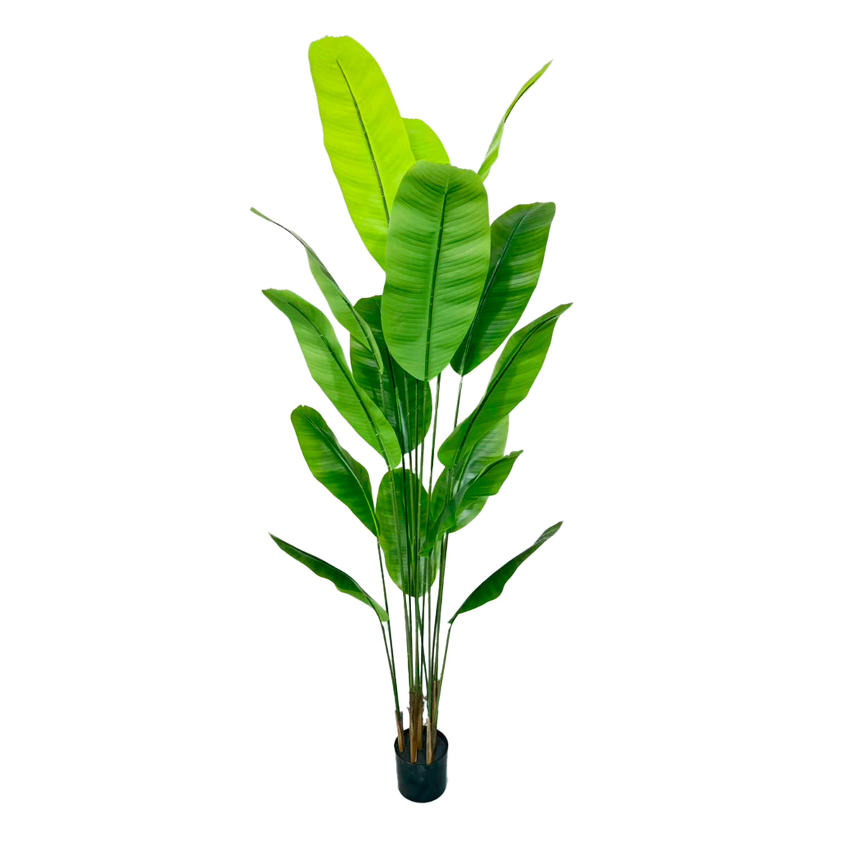 Bananenboom 180cm