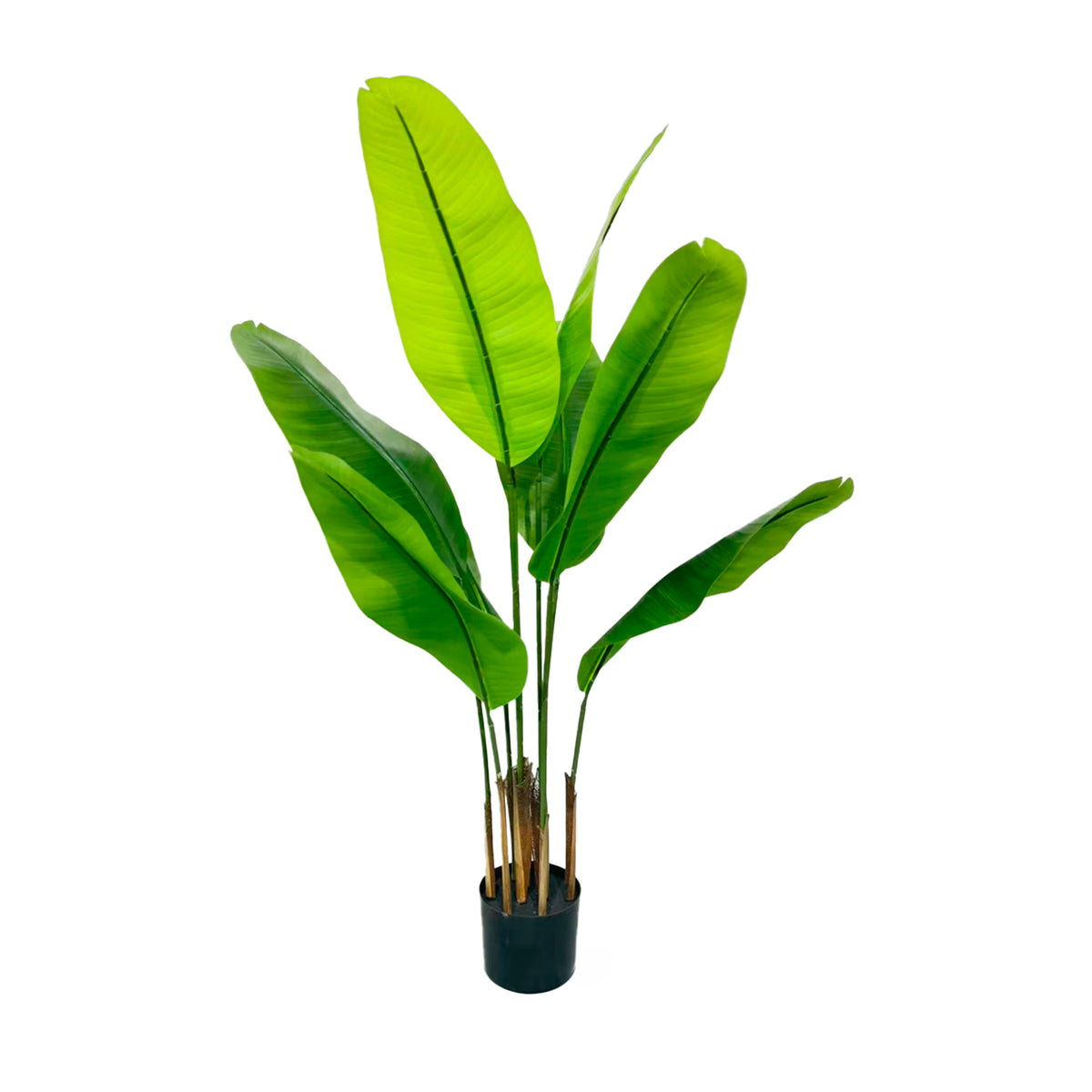 Plant BANANENBOOM 120cm