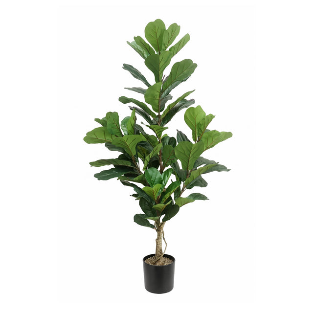 Plant FIG TREE 150cm