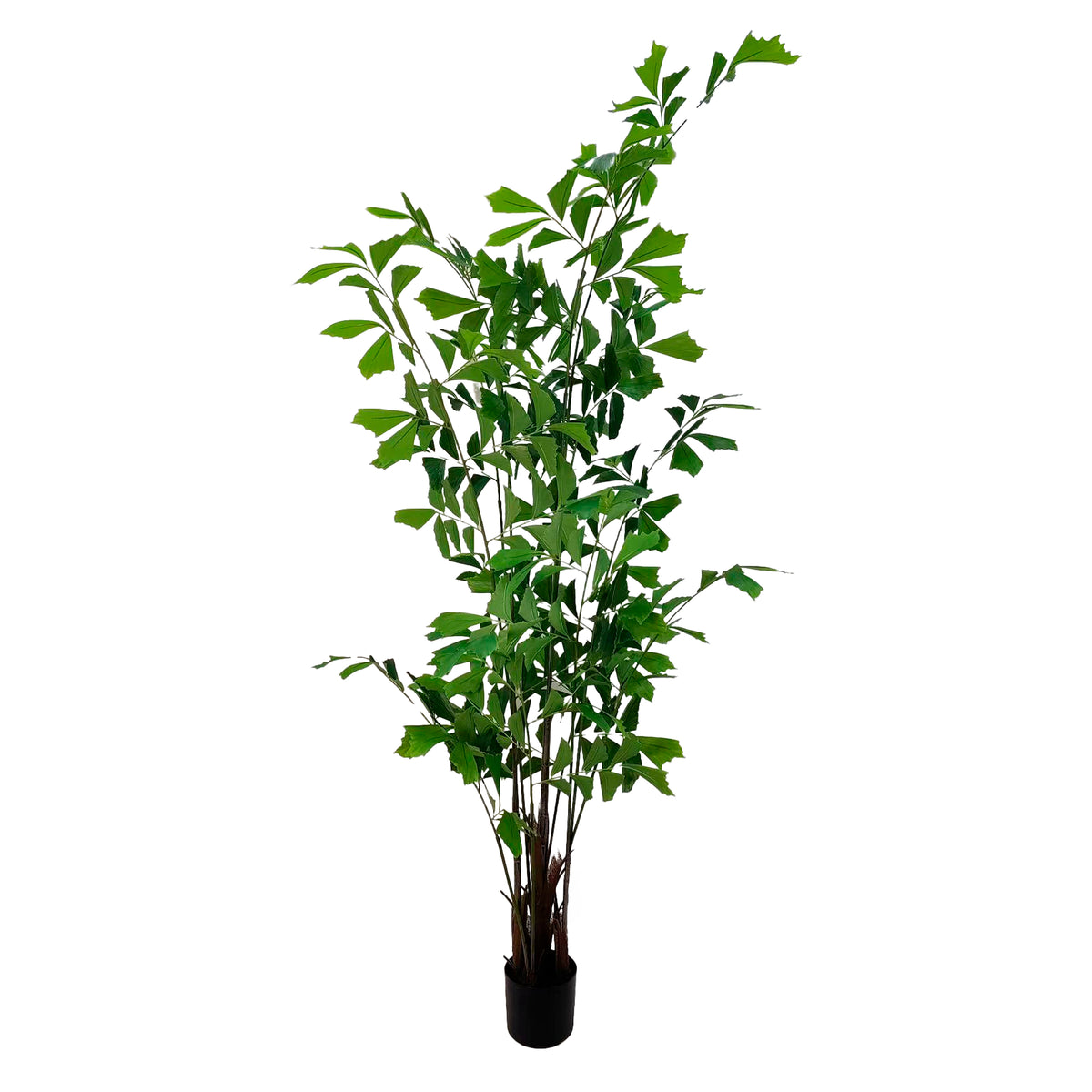 FISHTAIL PALM plant 210cm