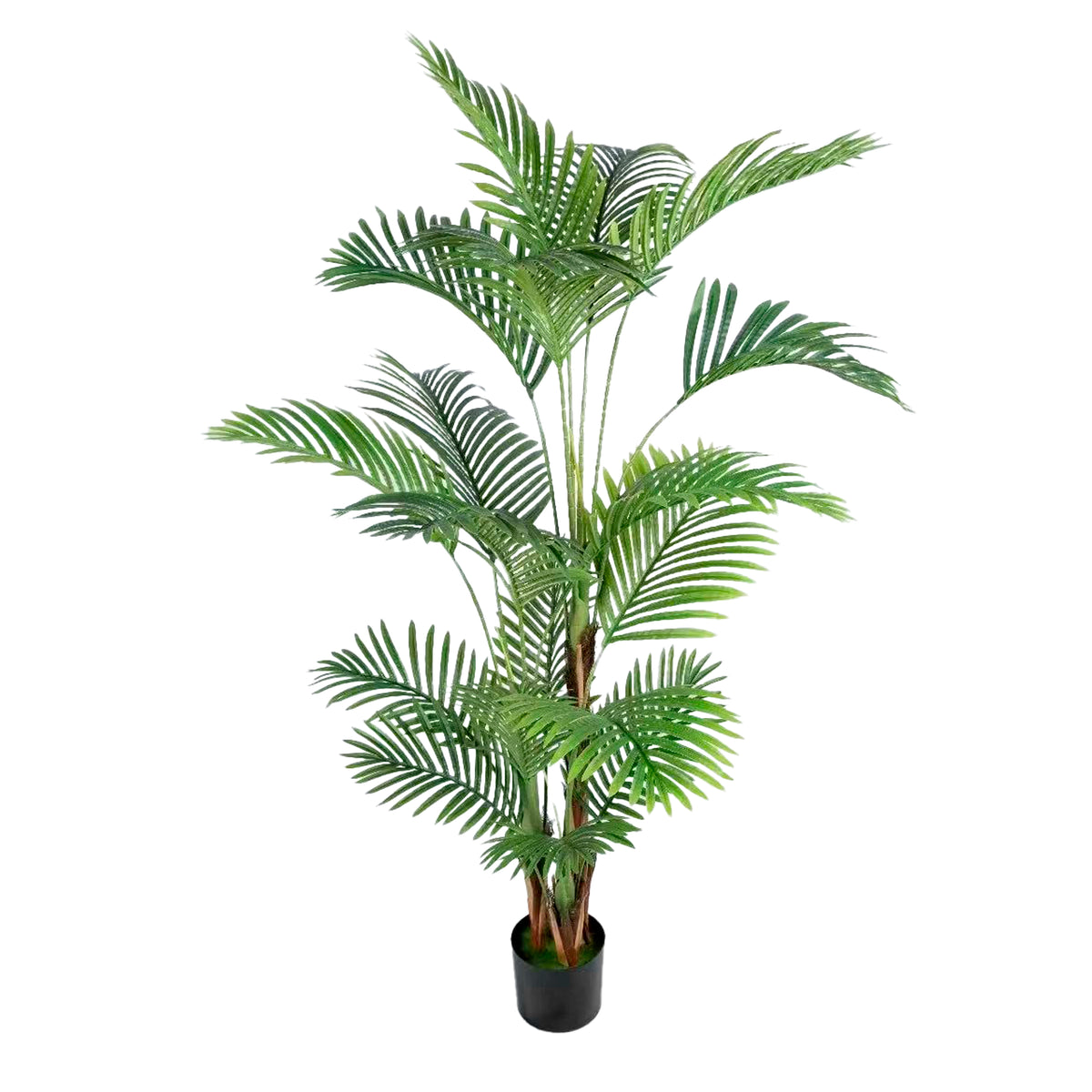 Plant PALMBOOM 210cm