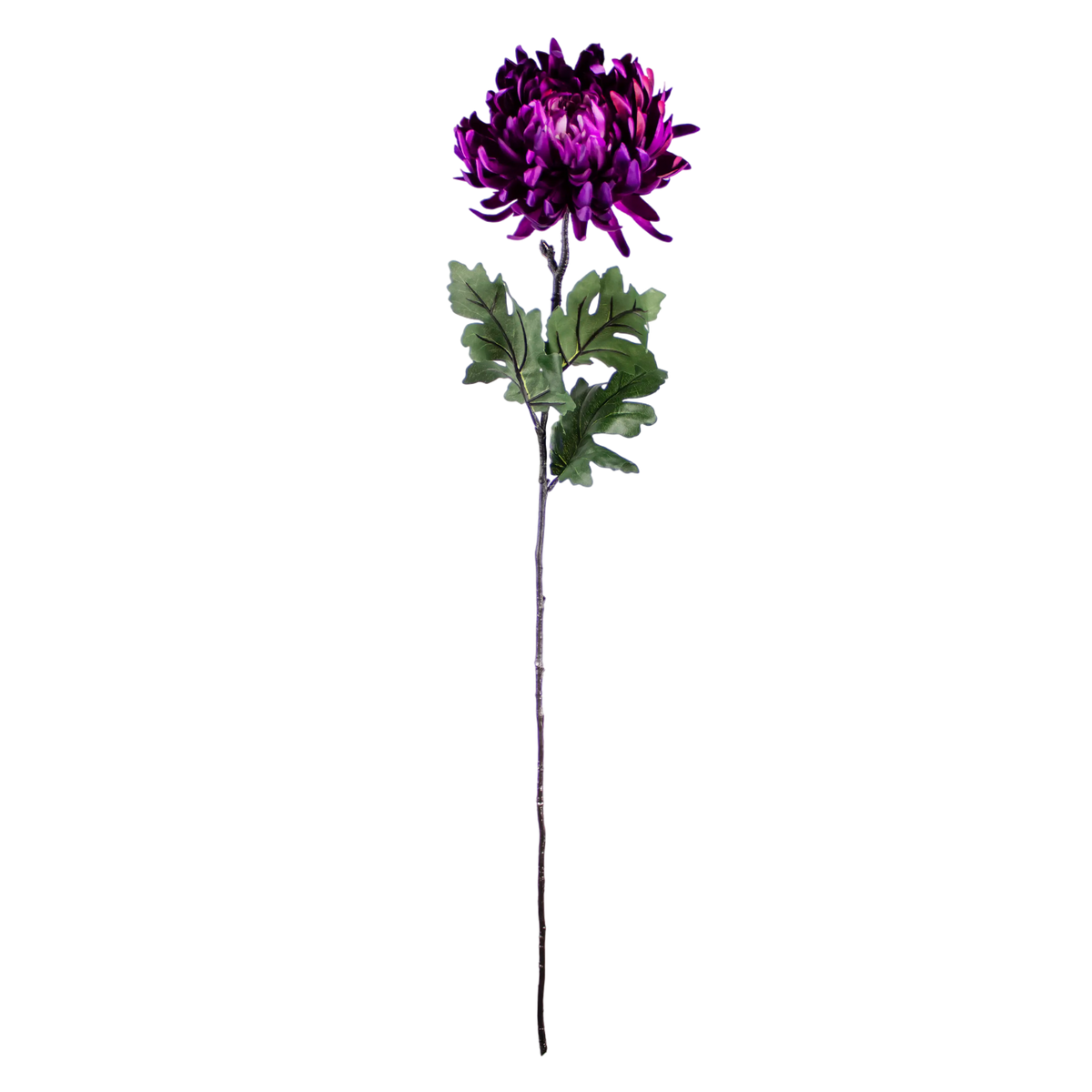 Flower crysanthemum purple 60cm