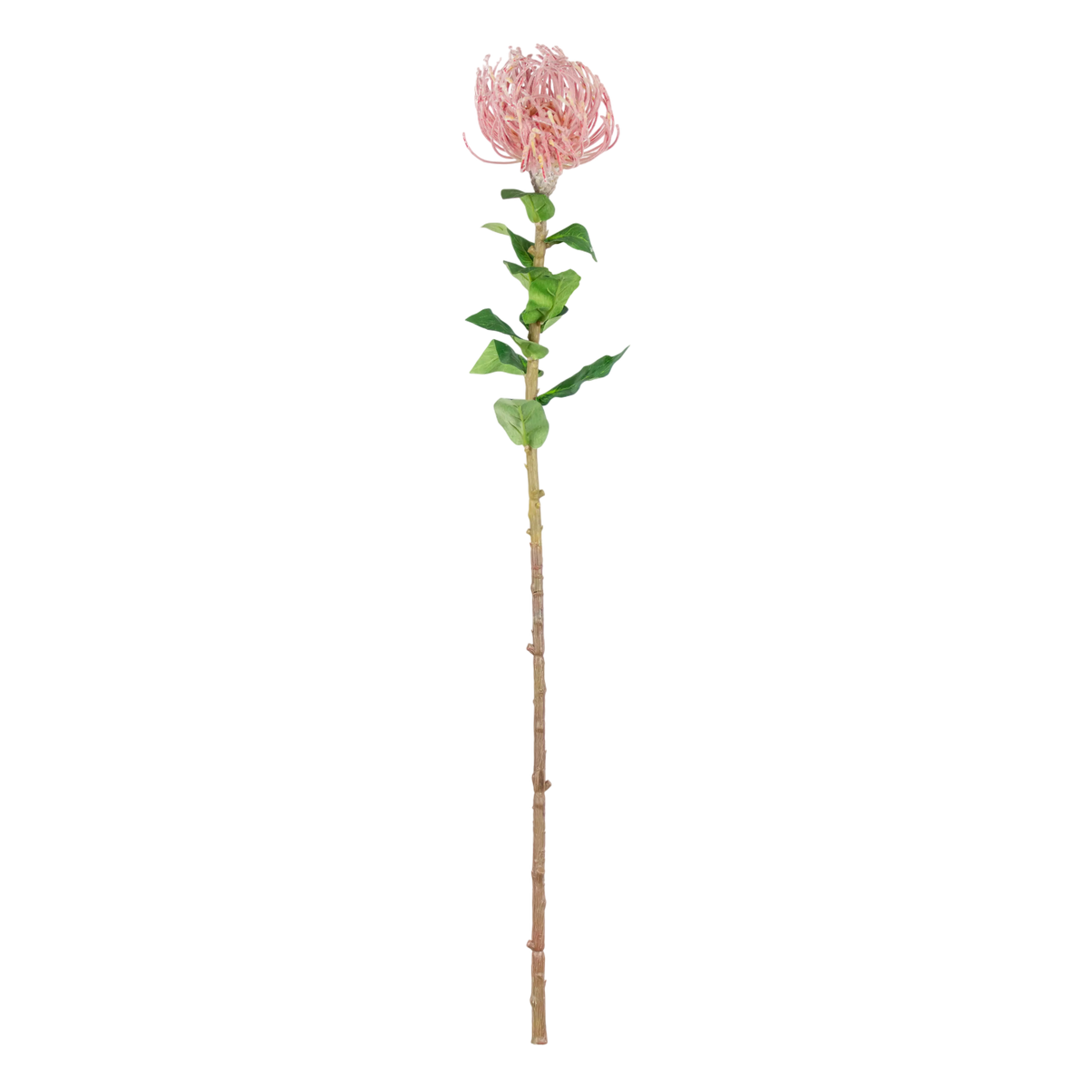 Flower telopea light pink 75cm