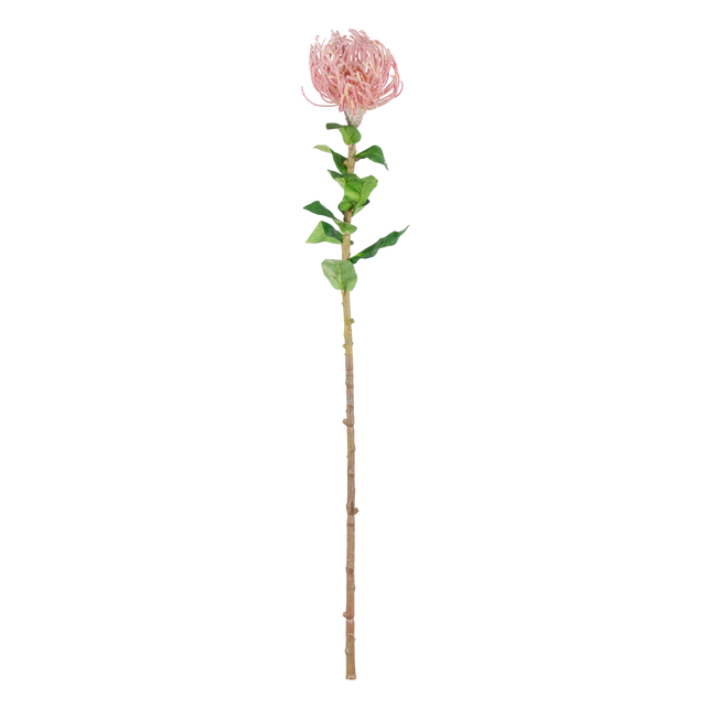 Flower telopea light pink 75cm