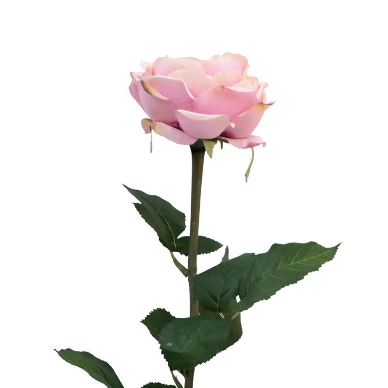Flower rose soft light pink 70cm