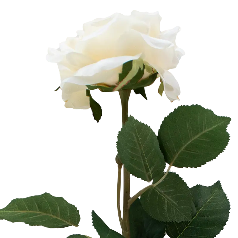 Flower rose white 75cm