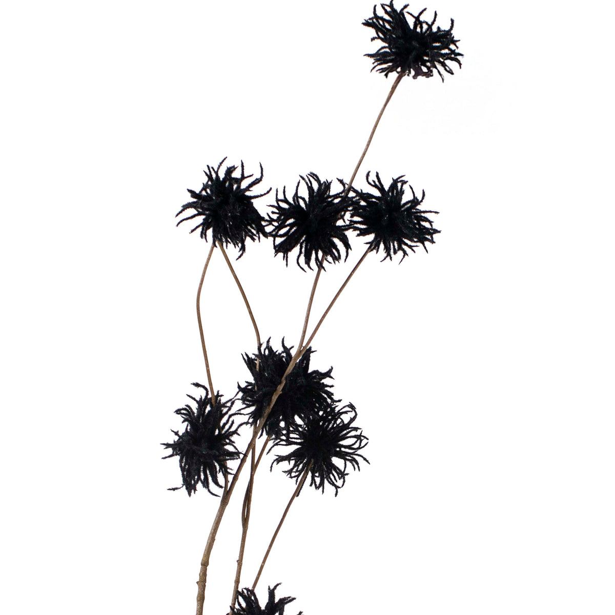 Flower chrysanthemum black 123cm