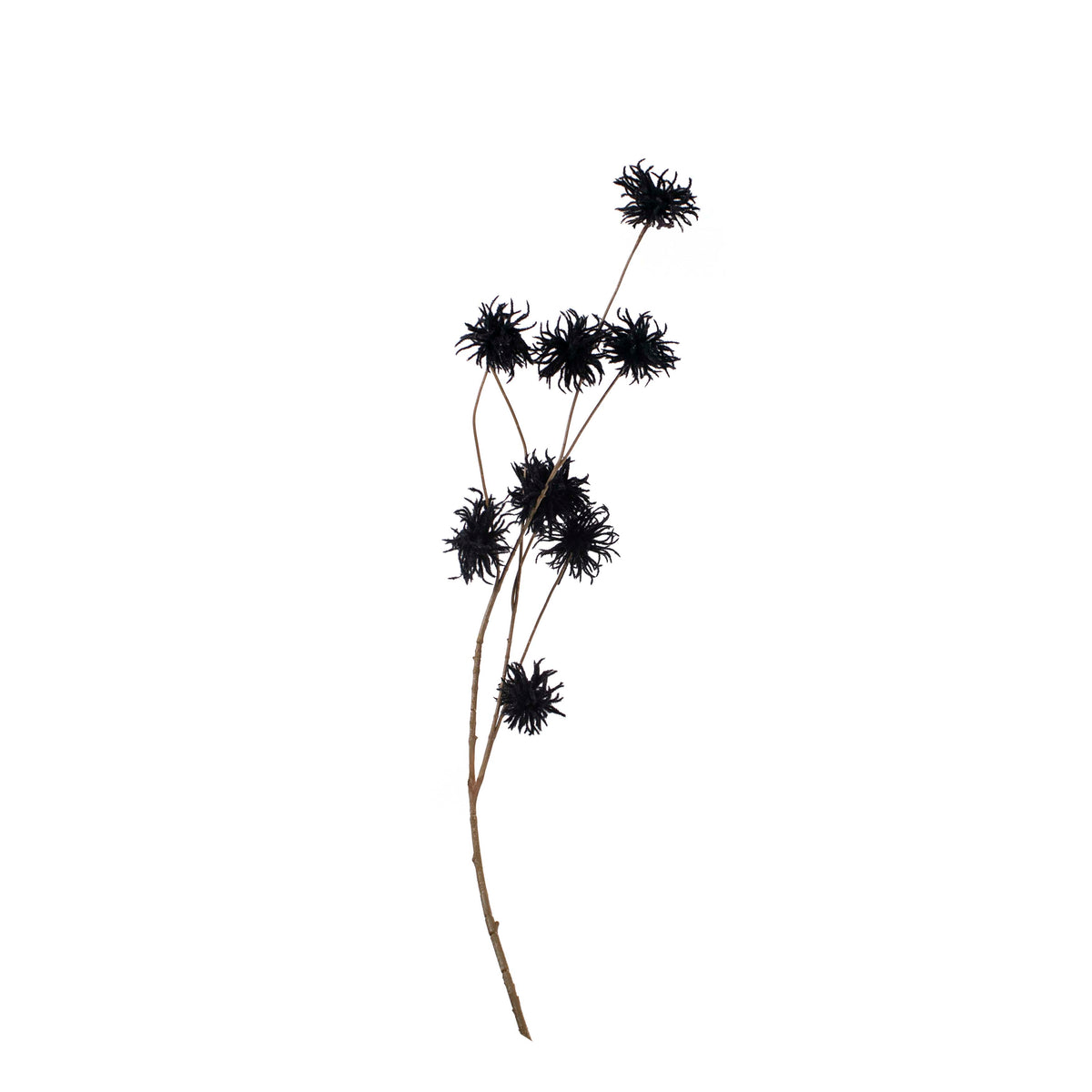 Flower chrysanthemum black 123cm