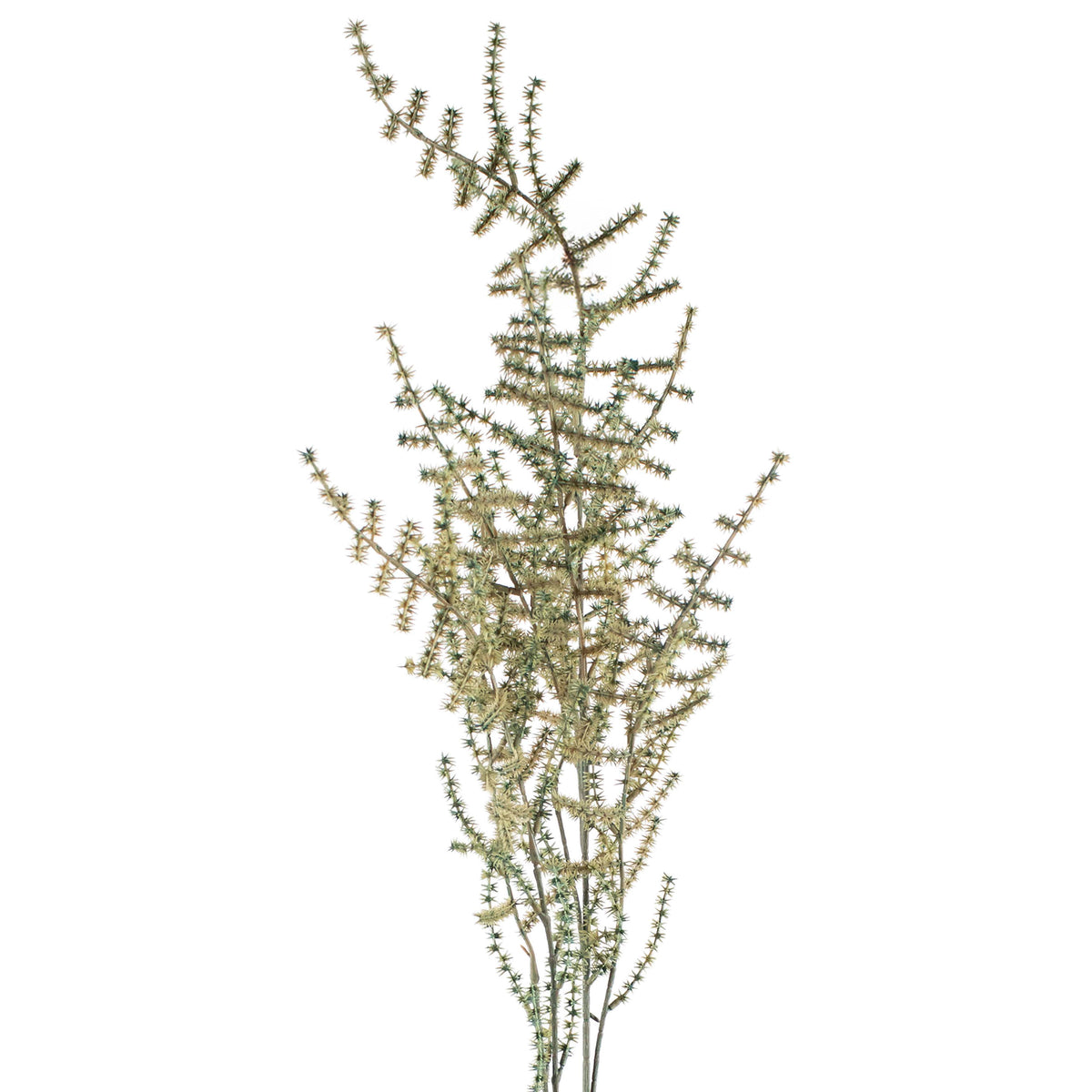 Branch asparagus green 132cm