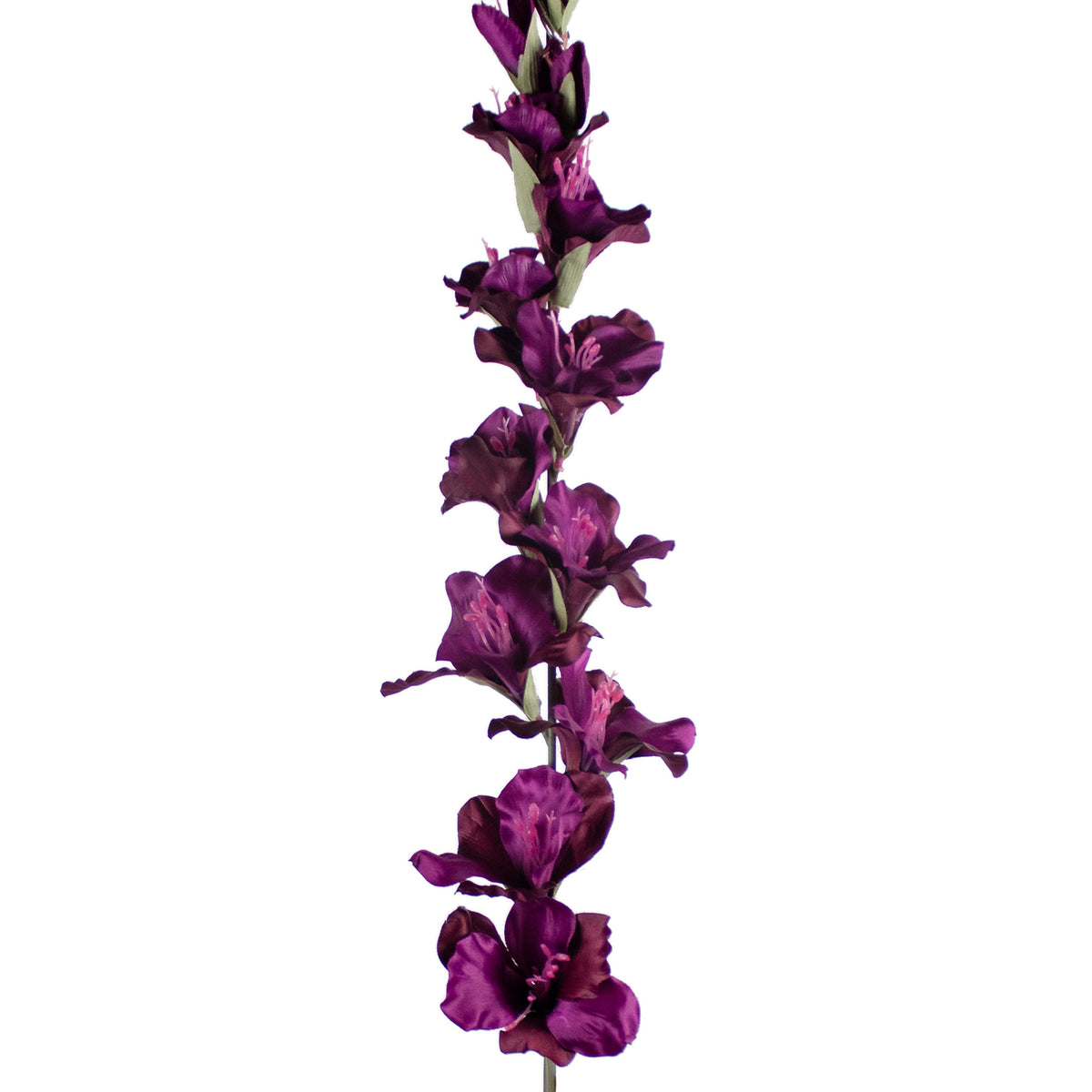 Flower gladiolus deep purple 108cm