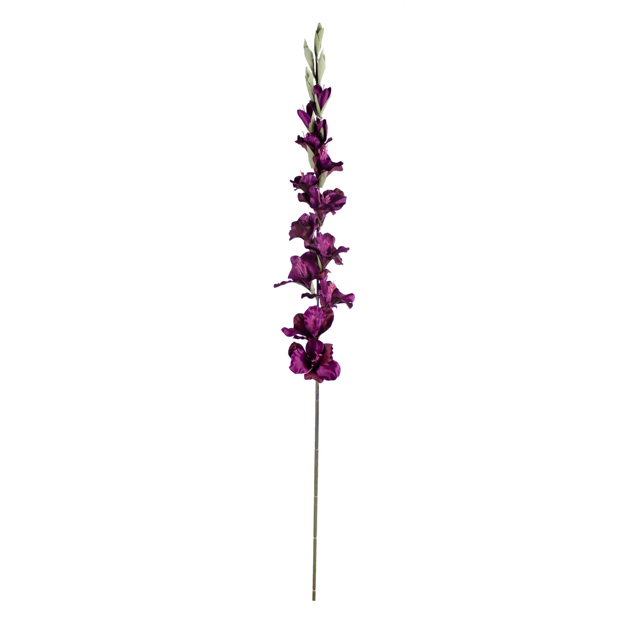 Flower gladiolus deep purple 108cm