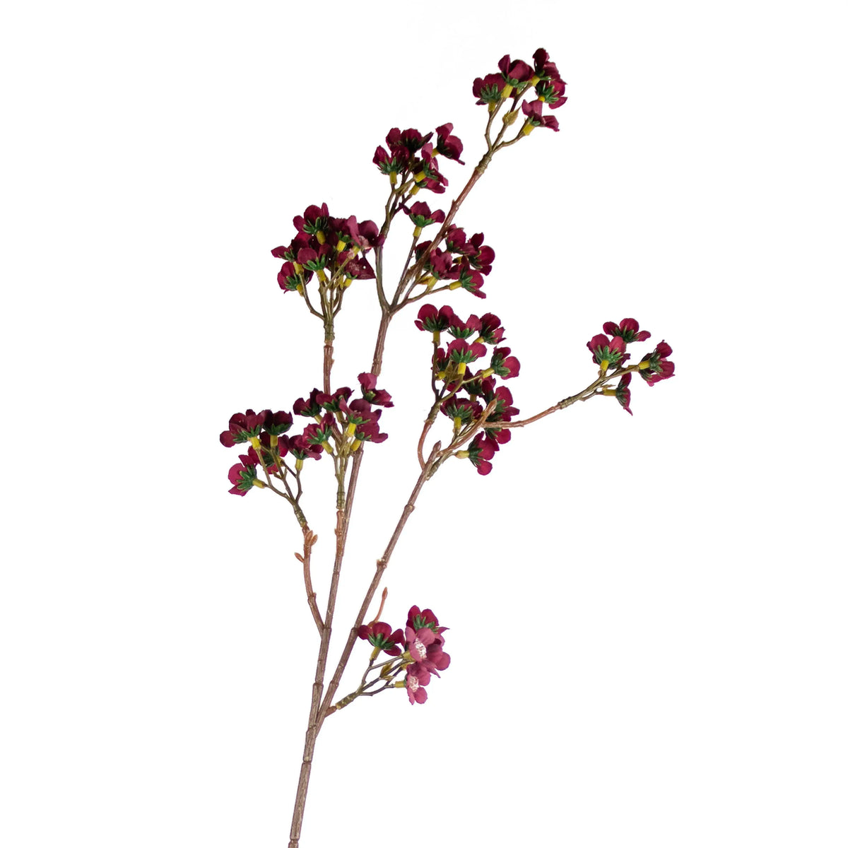 Flower chamelaucium burgundy 73cm