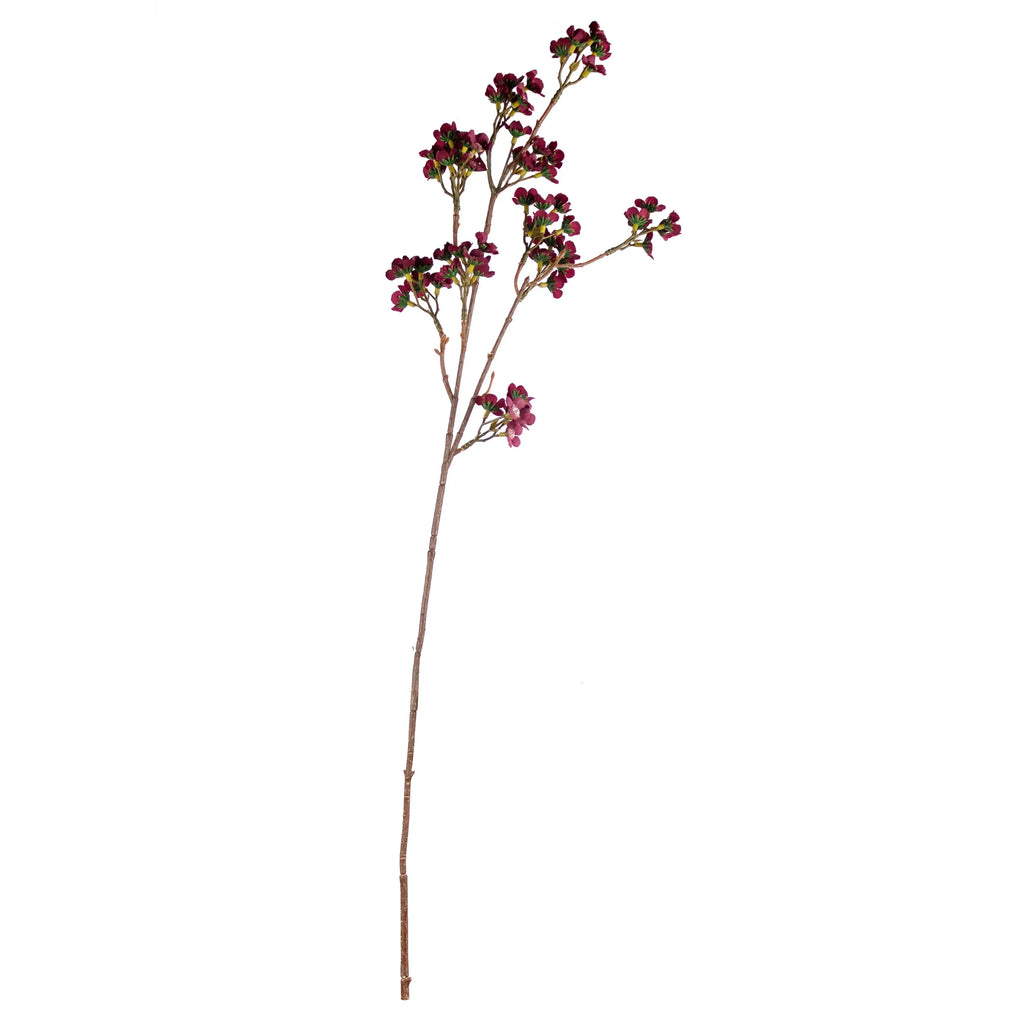 Flower chamelaucium burgundy 73cm