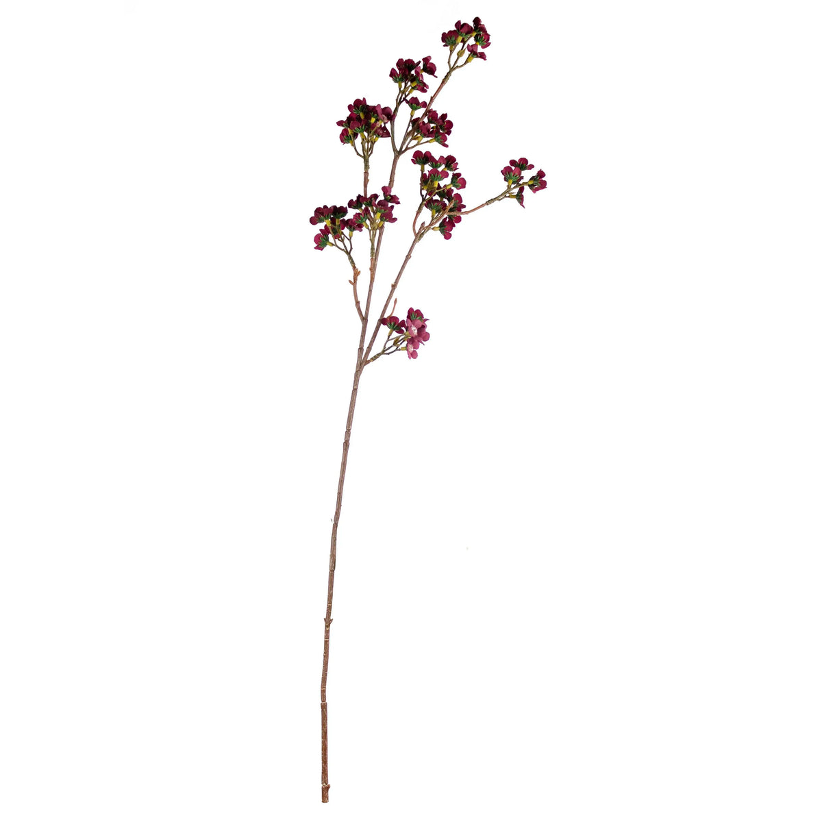 Flower chamelaucium burgundy 73cm