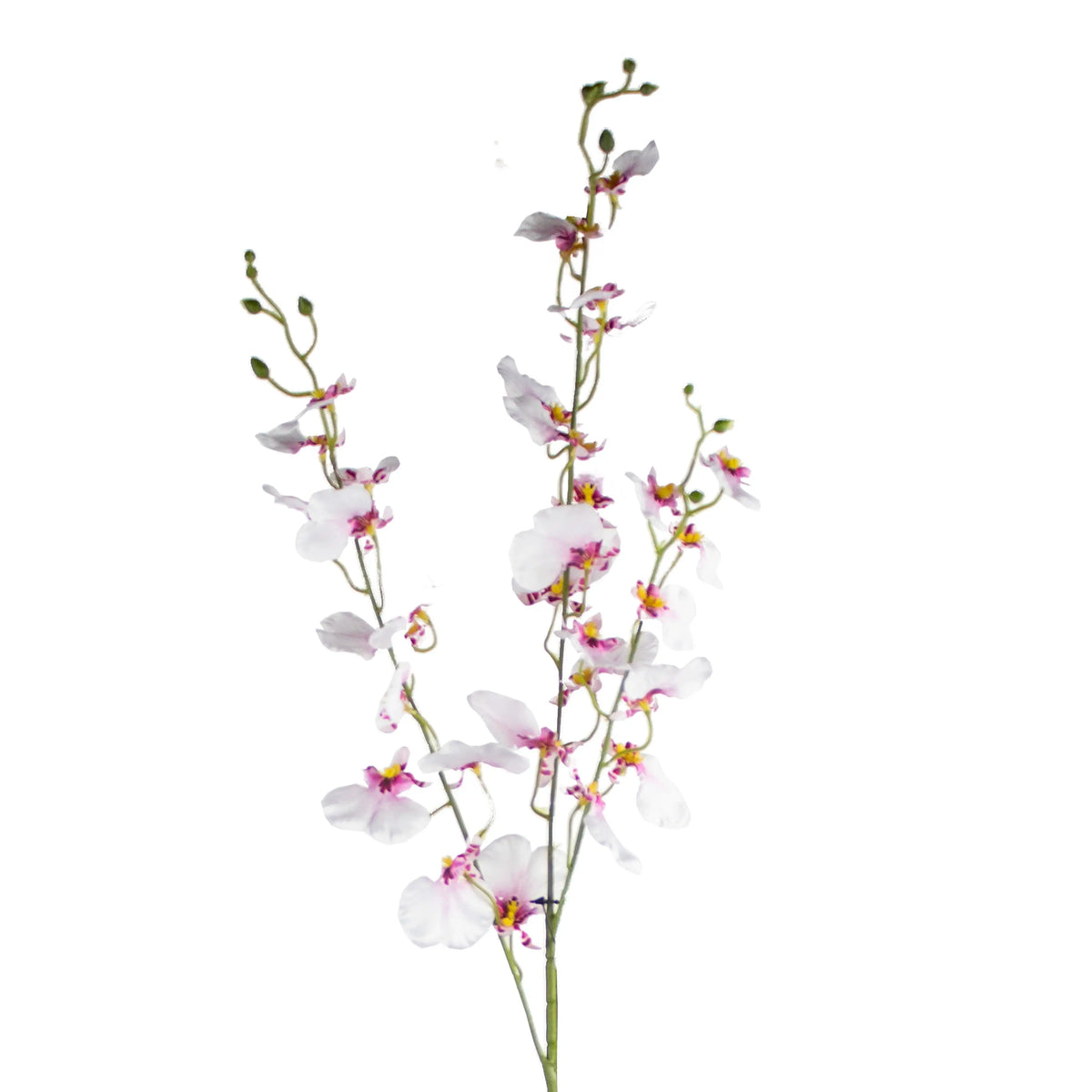 Flower oncidium white 95cm