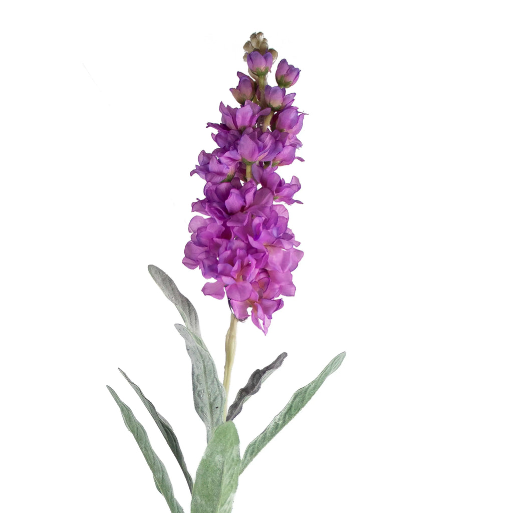 Flower cansolida purple 80cm