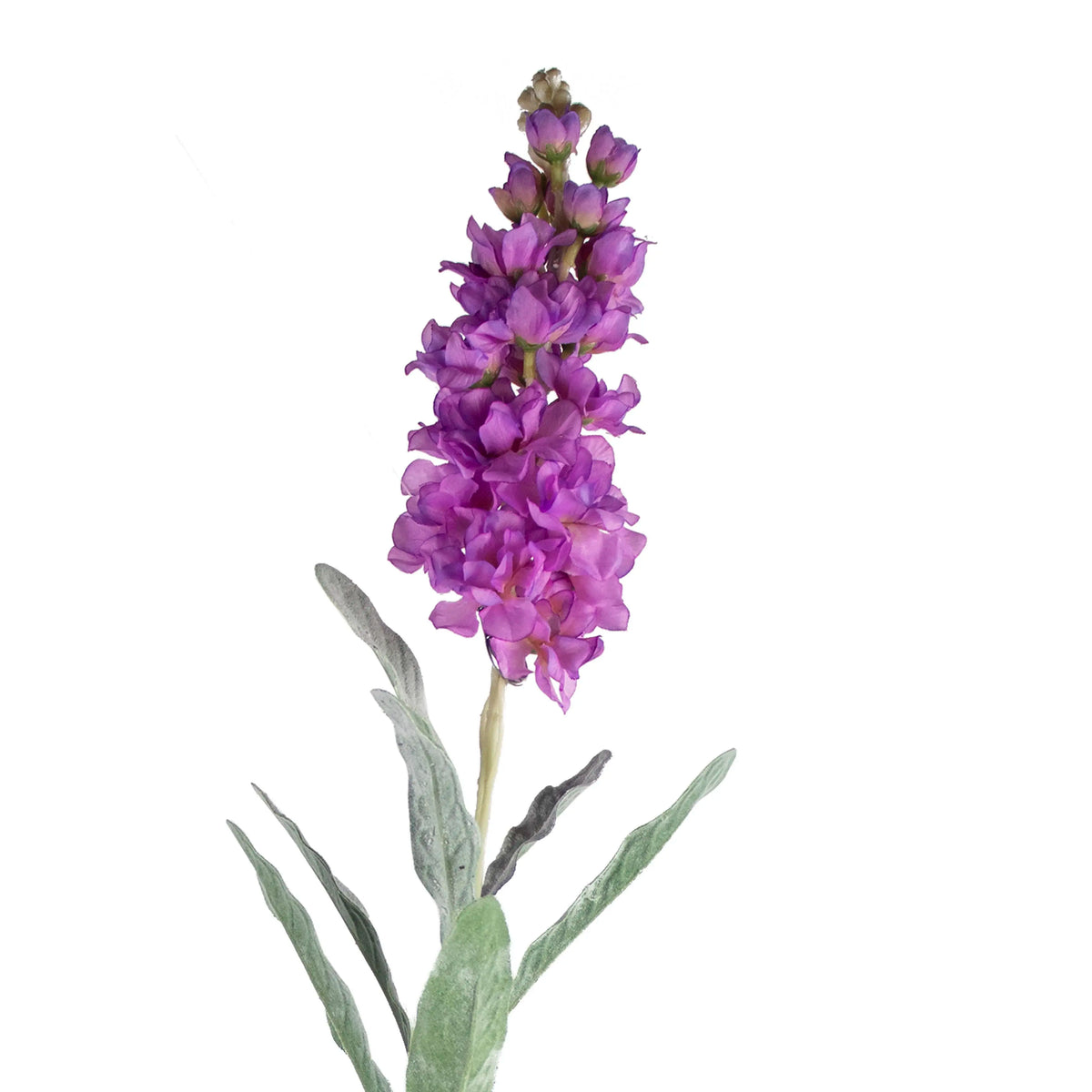 Flower cansolida purple 80cm