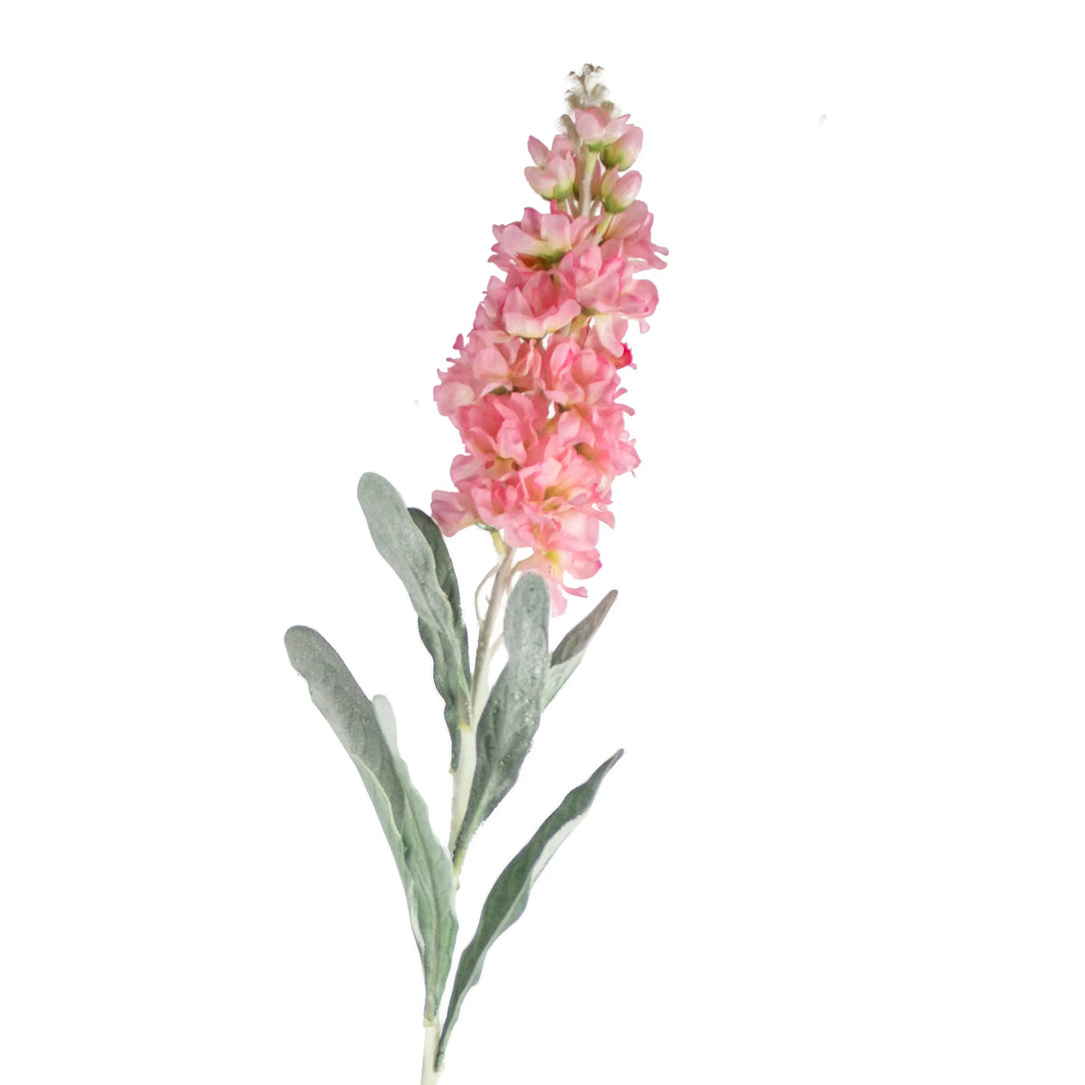 Flower cansolida light pink 80cm