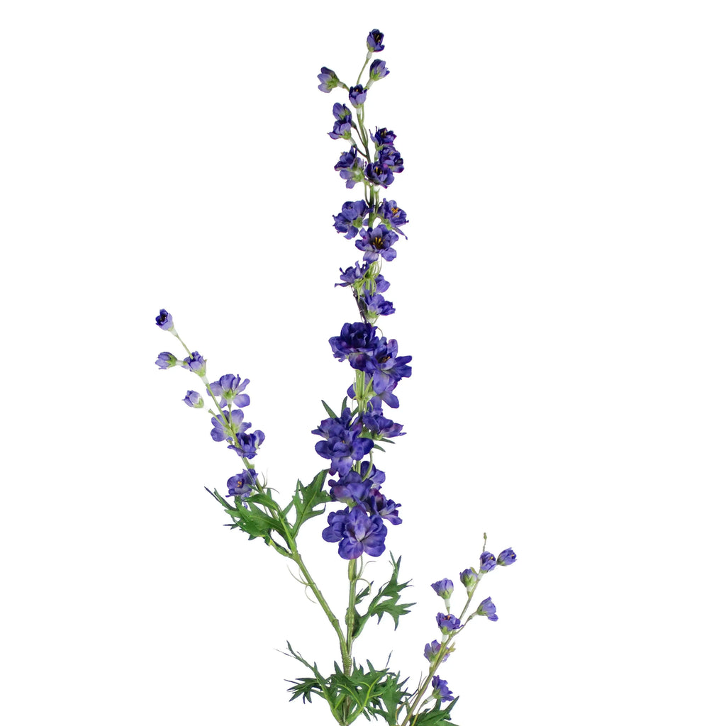 Flower mini delphinium dark blue 85cm